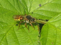 Nomada flava