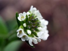 Arabis ciliata
