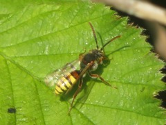 Nomada flava