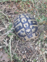Testudo hermanni