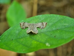 Dysaethria indignaria