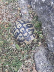 Testudo hermanni