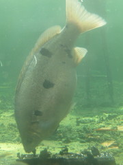 Barcoo Grunter photo 3