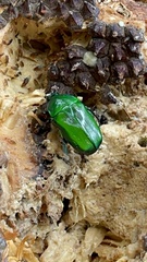 Diphyllomorpha olivacea