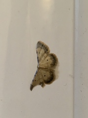 Idaea politaria