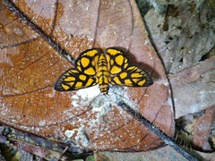 Odina hieroglyphica