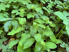 Bupleurum longifolium