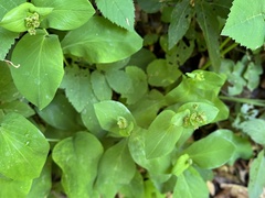 Bupleurum longifolium