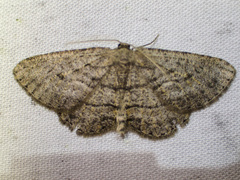 Zermizinga sinuata