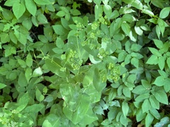 Bupleurum longifolium