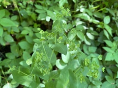 Bupleurum longifolium