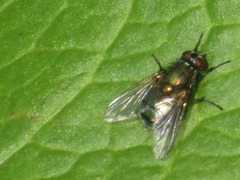 Eudasyphora cyanella