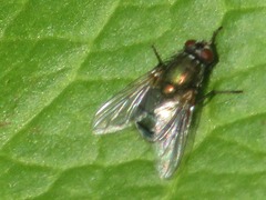 Eudasyphora cyanella