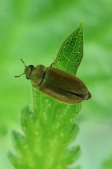 Dascillus cervinus