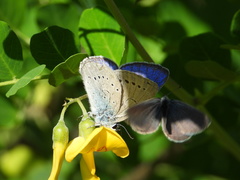 Iolana iolas
