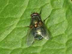 Eudasyphora cyanella