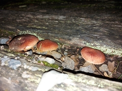 Gymnopilus purpuratus