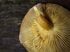 Gymnopilus purpuratus