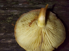 Gymnopilus purpuratus