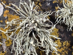 Ramalina cuspidata