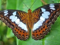 Moduza procris milonia