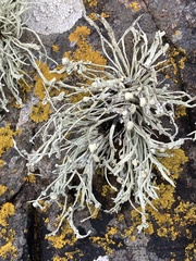 Ramalina cuspidata
