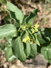 Vincetoxicum hirundinaria adriaticum