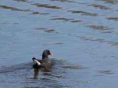 Gallinula chloropus