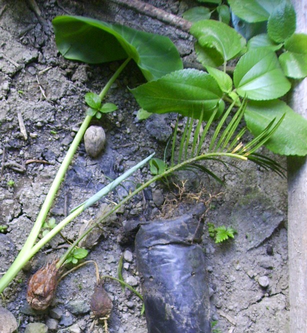 Cycas revoluta