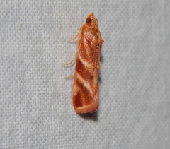 Trachypteryx rhodoxantha