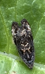 Endothenia marginana