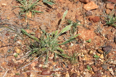 Enneapogon polyphyllus