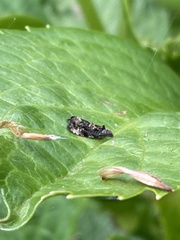 Endothenia marginana