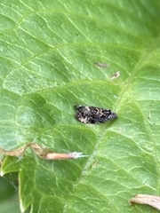 Endothenia marginana