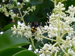 Scolia fuciformis