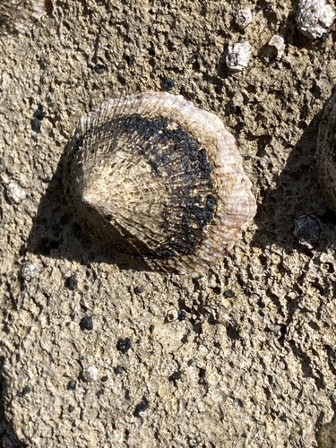 Priljepak (Patella)