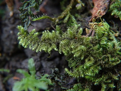 Ctenidium molluscum