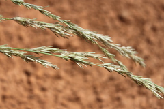Eragrostis speciosa
