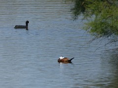 Fulica atra