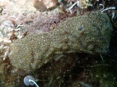 Aplidium caeruleum