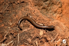 Hemiergis initialis