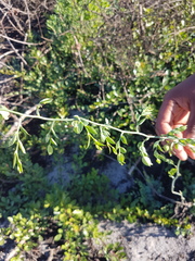 Asparagus ovatus