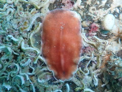 Eurylepta cornuta