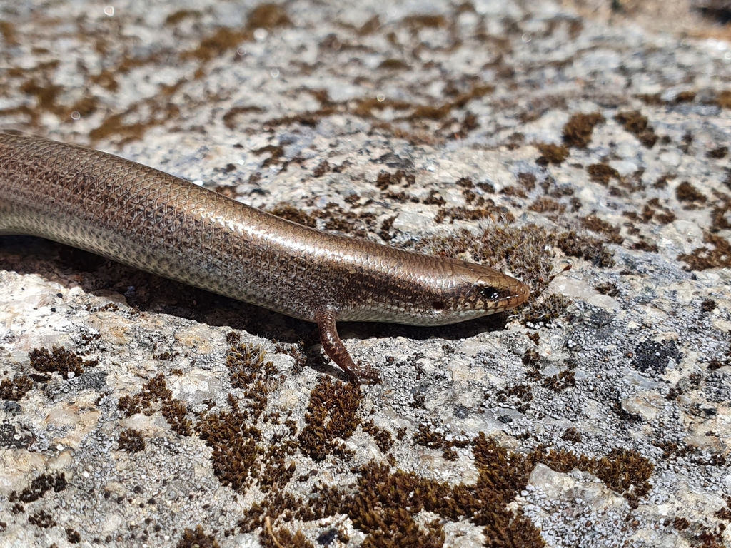 Bedriaga's Skink in May 2022 by Martiño Cabana Otero · iNaturalist