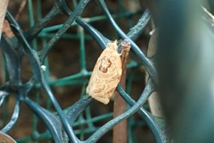 Adoxophyes privatana