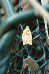 Adoxophyes privatana