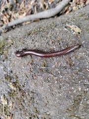 Pachyiulus hungaricus