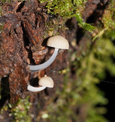 Roridomyces austrororidus