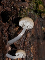 Roridomyces austrororidus