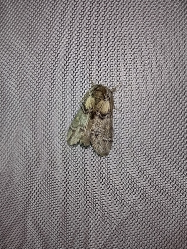 chochlatka južná (Drymonia velitaris)